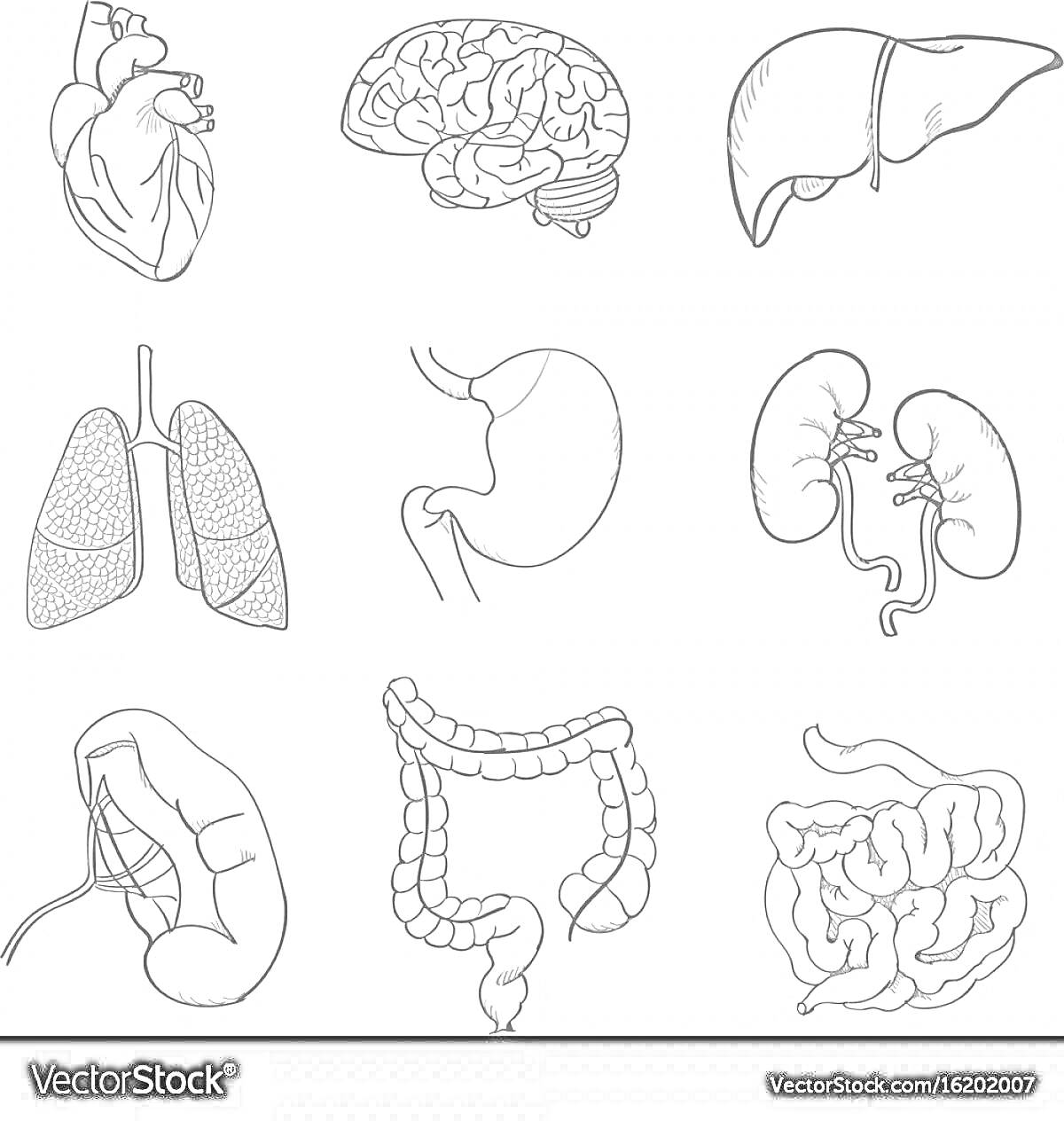 Раскраска Органы человека - сердце, мозг, печень, легкие, желудок, почки, надпочечники, толстая кишка, тонкая кишка