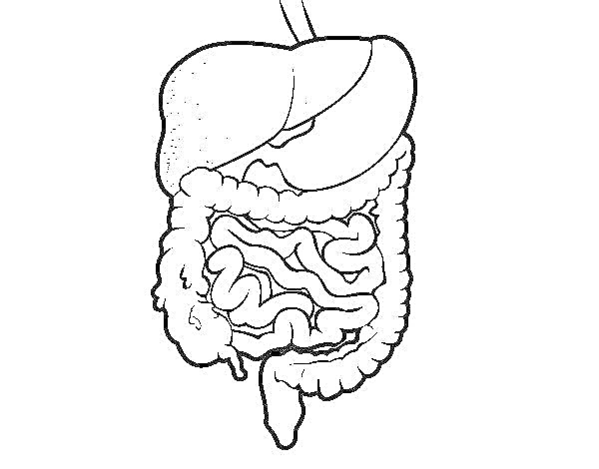 Пищеварительная система: печень, желудок, тонкая кишка, толстая кишка, аппендикс