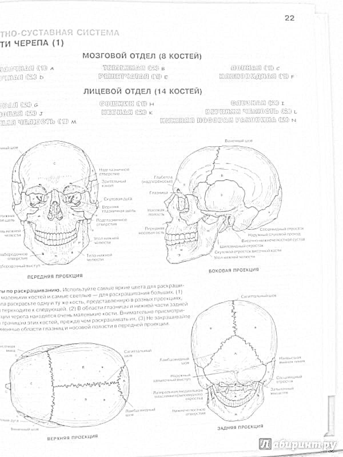Раскраска Кости черепа. Мозговой и лицевой отдел