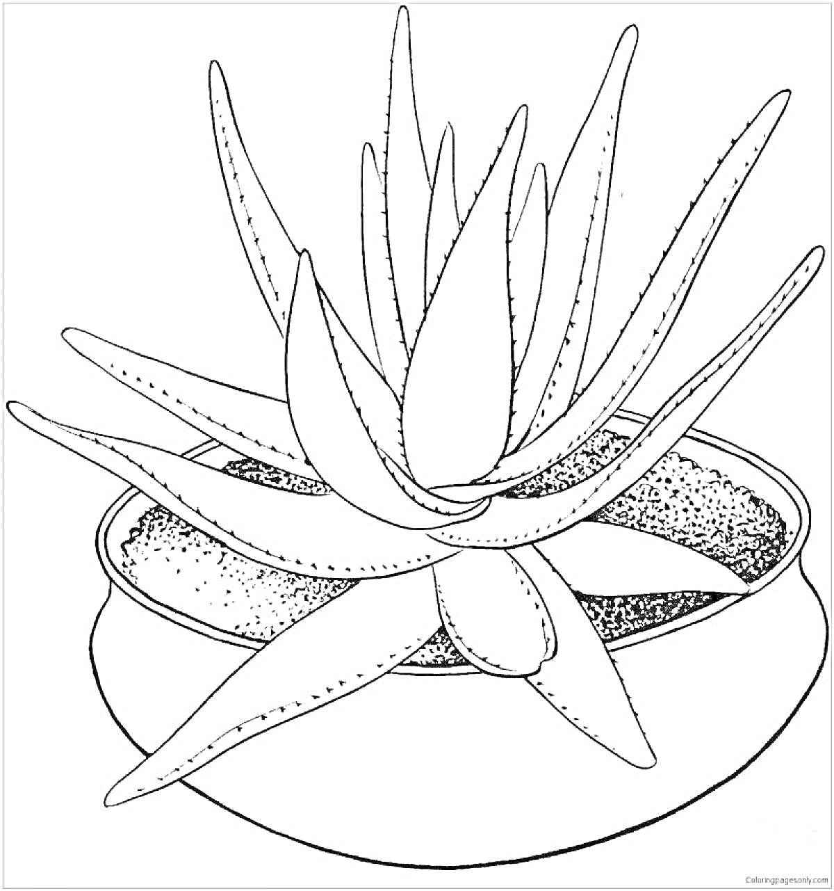 Раскраска Комнатное растение в круглой вазе с широкими листьями, с расположением листьев в горизонтальном и вертикальном направлении