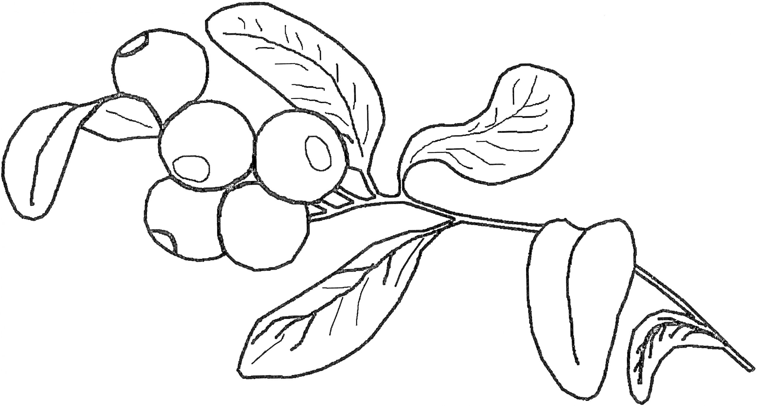 Раскраска Веточка черники с ягодами и листьями