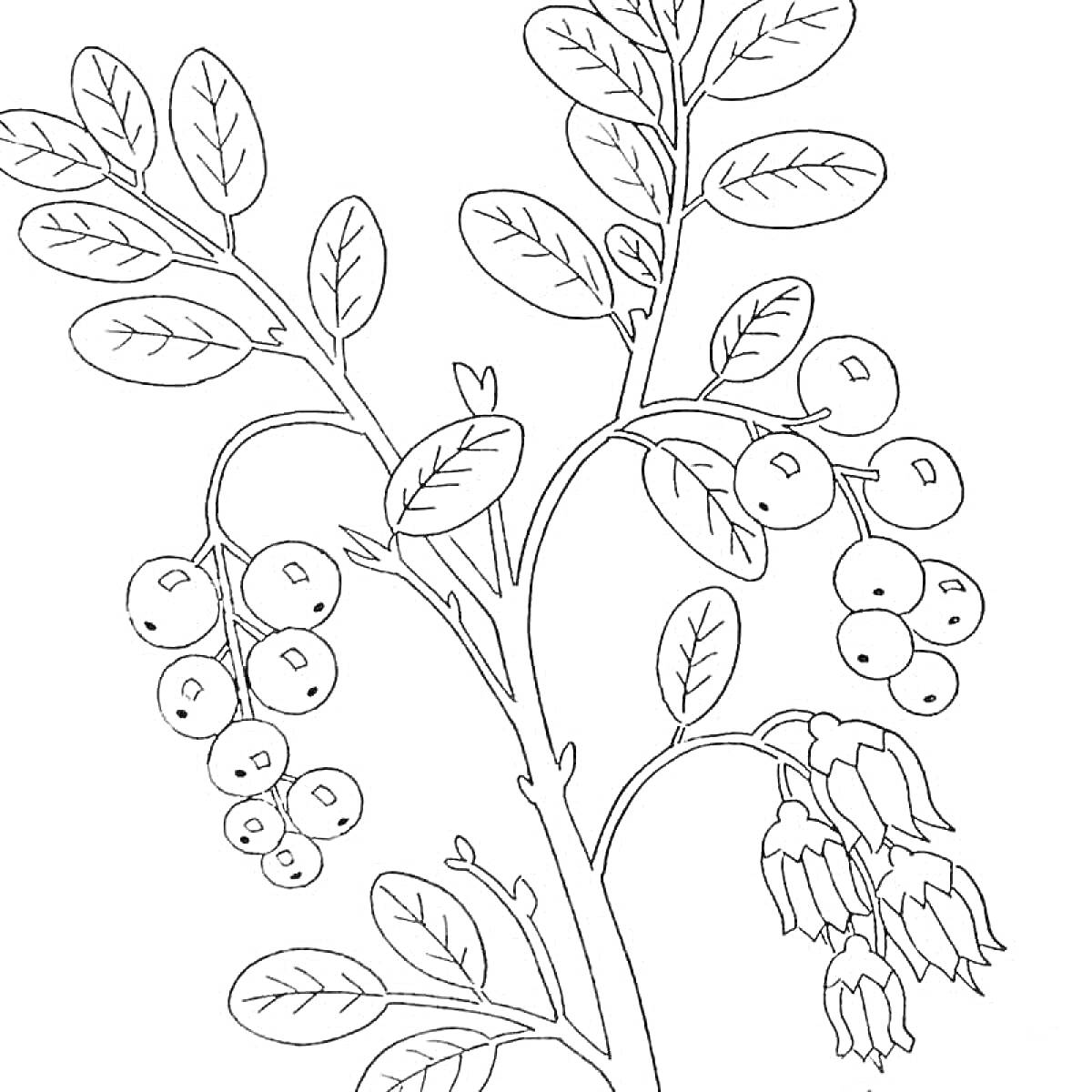 Раскраска Рябина с листьями и ягодами