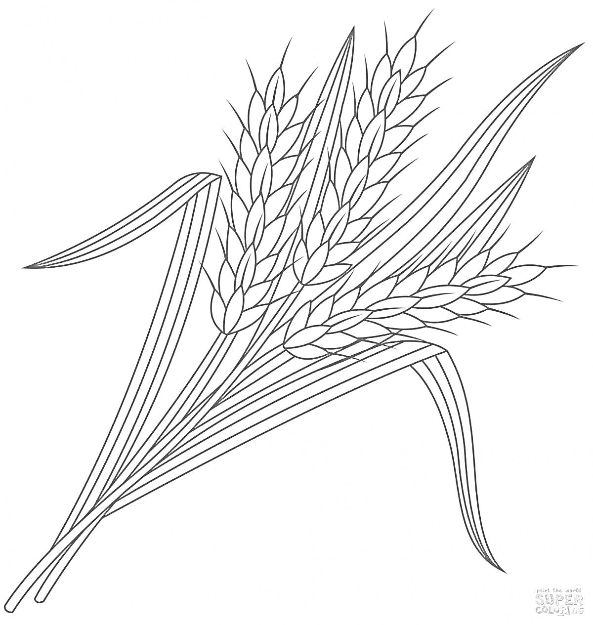 На раскраске изображено: Колос, Пшеница, Листья, Линии, Растения