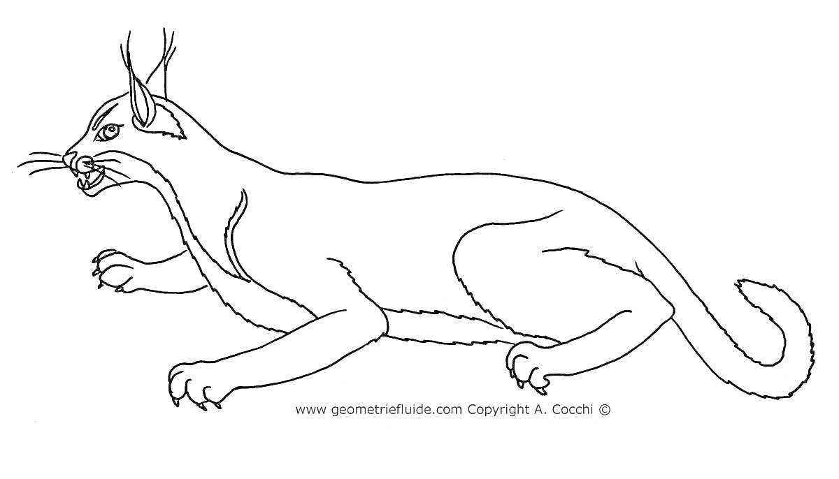 Раскраска Контур крупного кота с кисточками на ушах, пятнами на лапах и поворотом головы, положение в наклонной стойке
