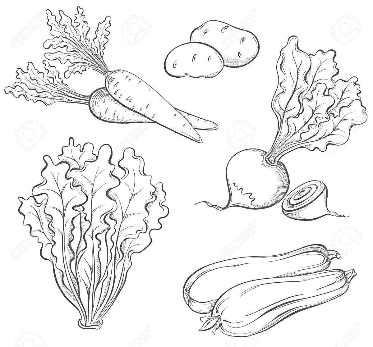 На раскраске изображено: Винегрет, Овощи, Морковь, Картофель, Свекла, Листовой салат, Кабачок