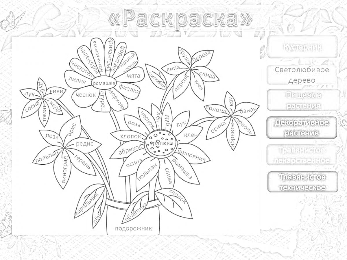 Раскраска Раскраска с изображением цветков и их частей — лист, тычинка, лепесток, чашелистик, венчик