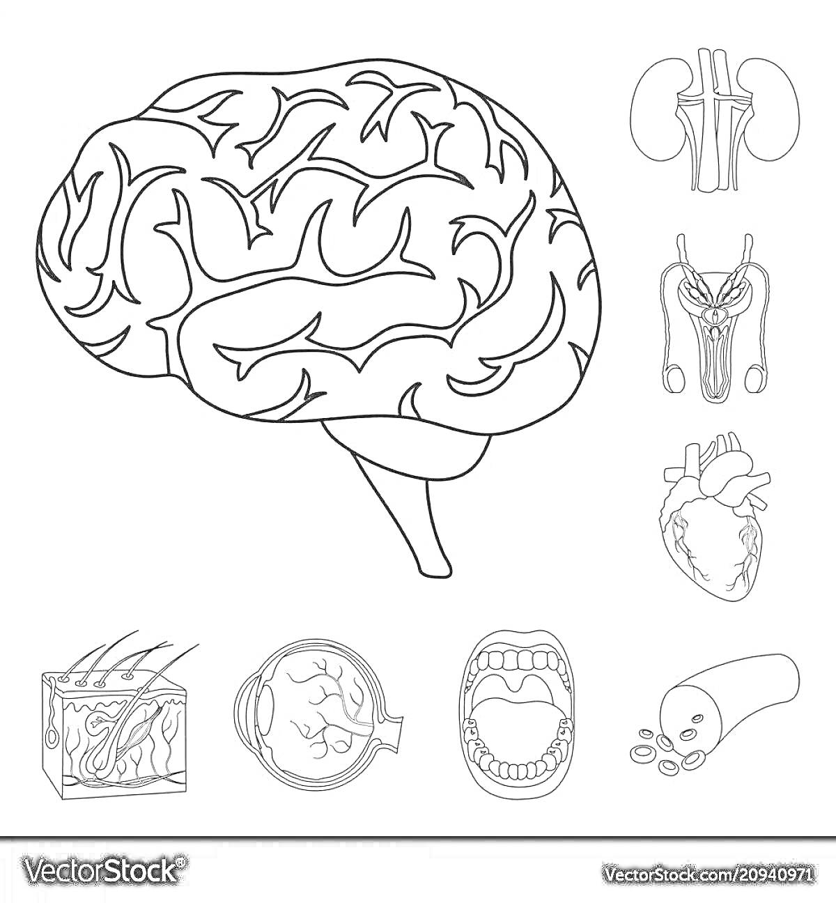 Раскраска Мозг, почки, голосовые связки, сердце, кожа с волосами, барабанная перепонка, ротовая полость, эритроциты.