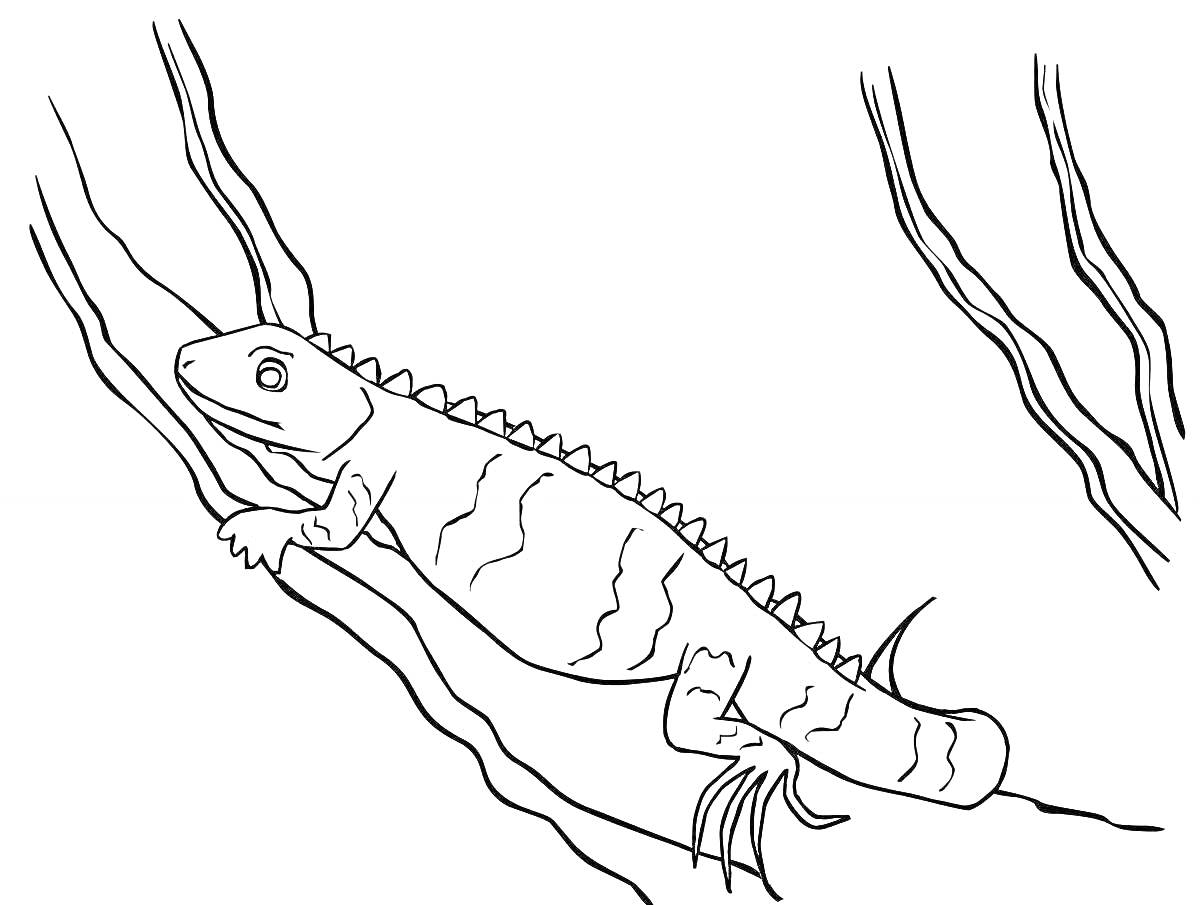 На раскраске изображено: Игуана
