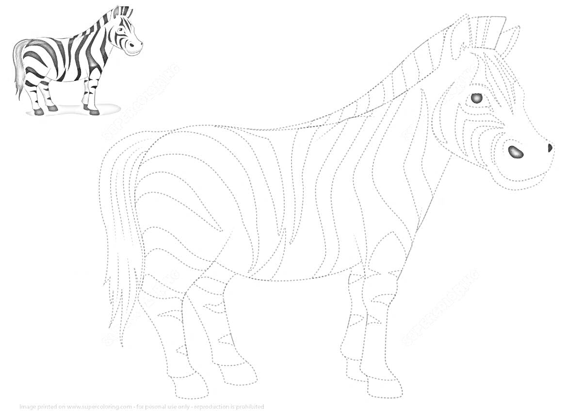 Раскраска Зебра без полосок, стоящая на четырёх ногах в профиль с изображением раскрашенной зебры в левом верхнем углу