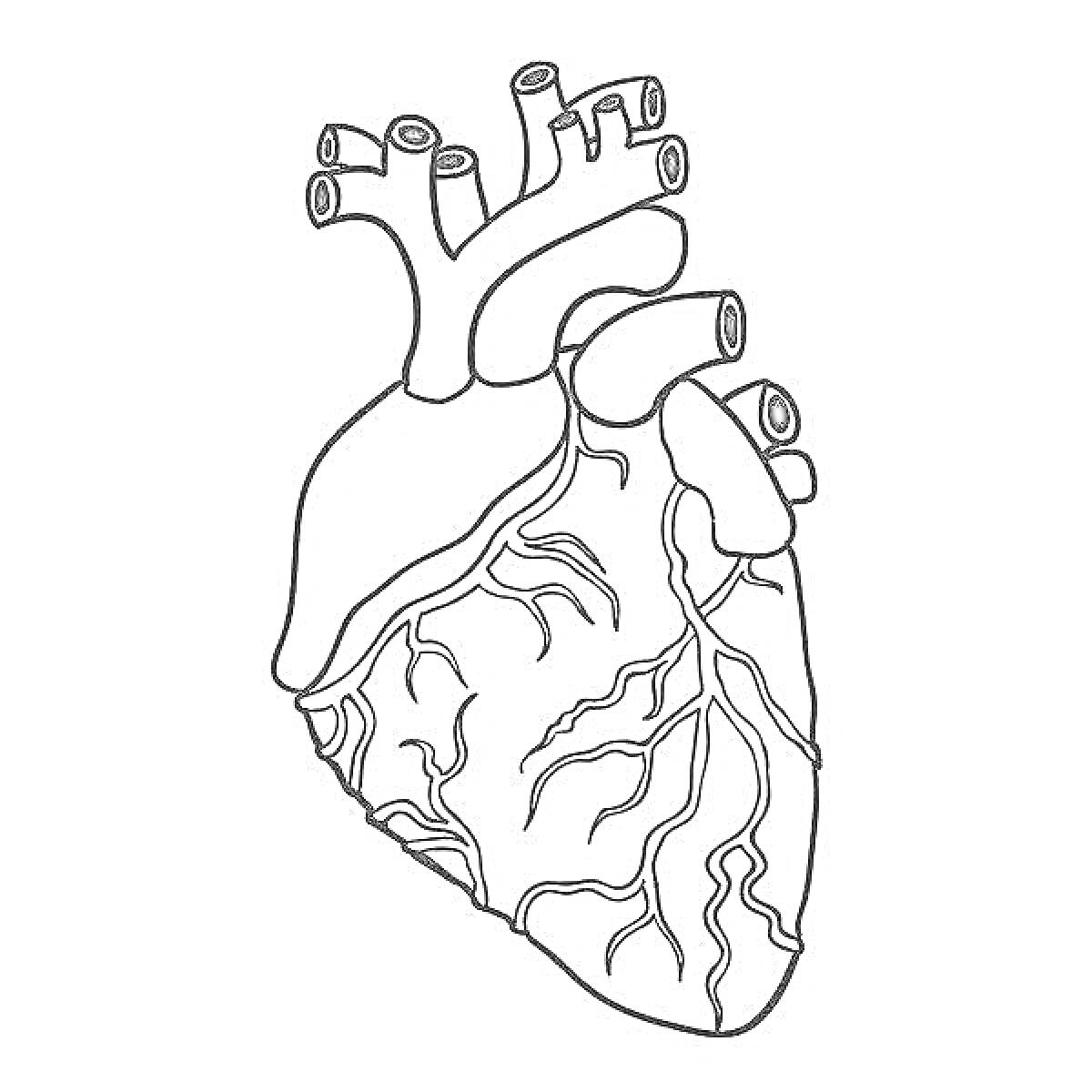 Раскраска Анатомическое сердце с венами и артериями