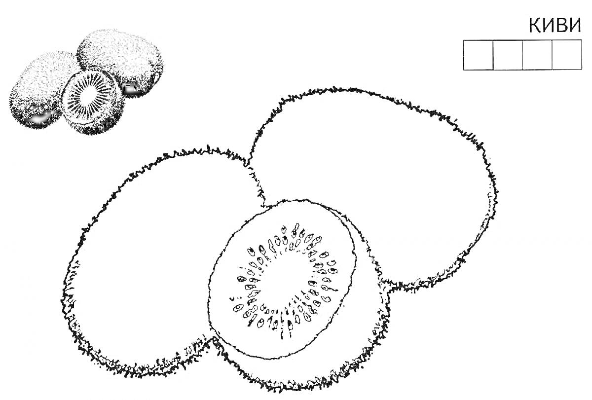 Раскраска с изображением целого и разрезанных киви с буквами КИВИ