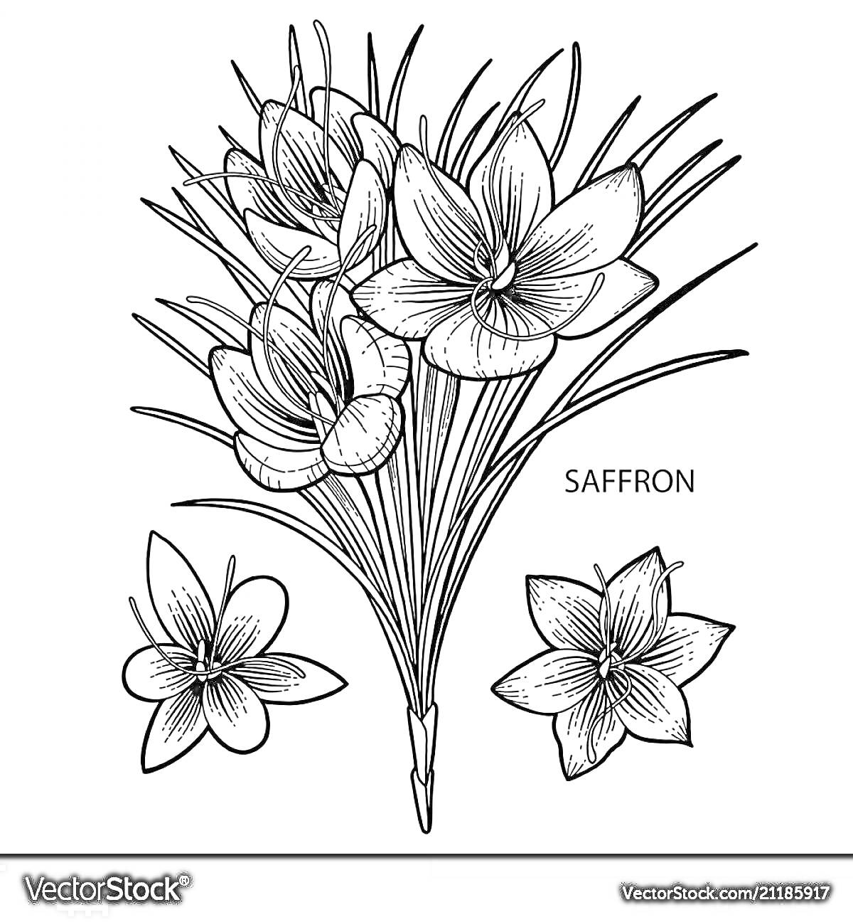 На раскраске изображено: Шафран, Цветы, Растения, Флора