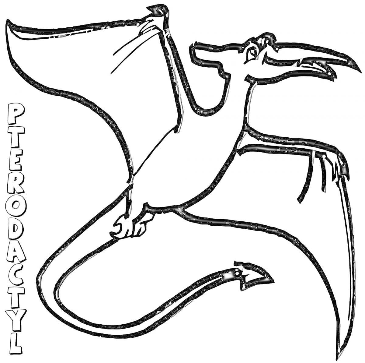 Раскраска Птеродактиль с расправленными крыльями и надписью 