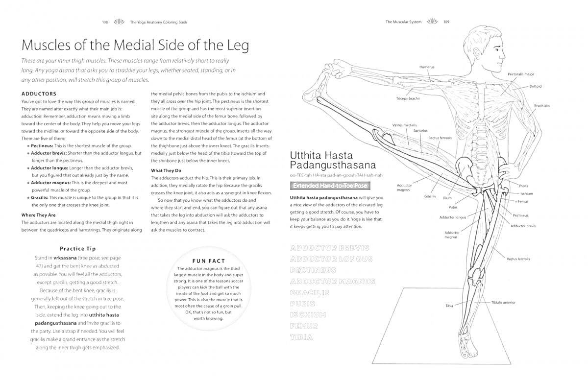 Раскраска Muscles of the Medial Side of the Leg, Utthita Hasta Padangusthasana