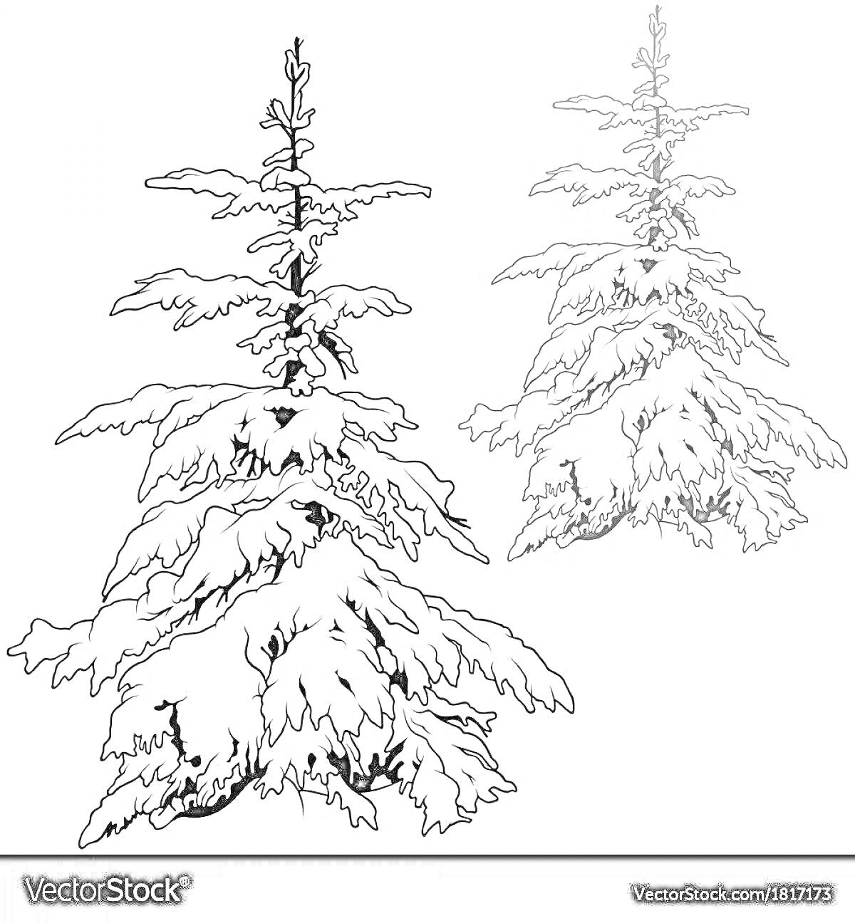 Раскраска Две елки зимой в лесу, покрытые снегом