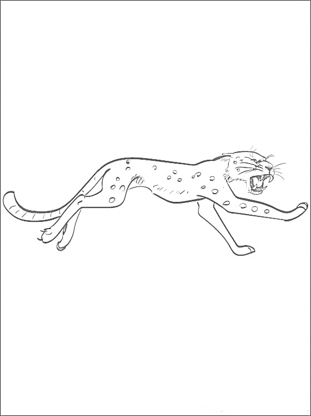 На раскраске изображено: Леопард, Оскал, Дикая кошка, Африка, Животные, Прыжки, Хищники