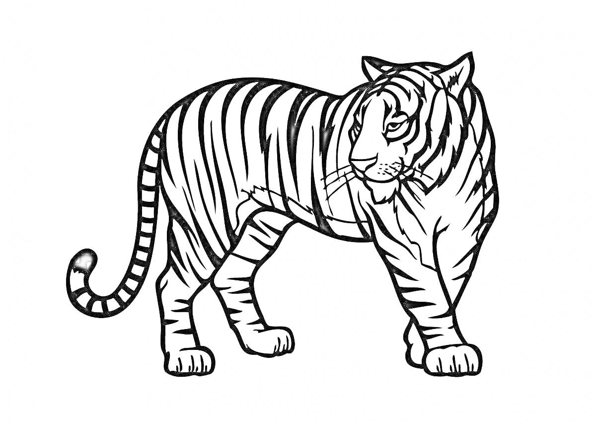 Тигр амурский стоящий в профиль