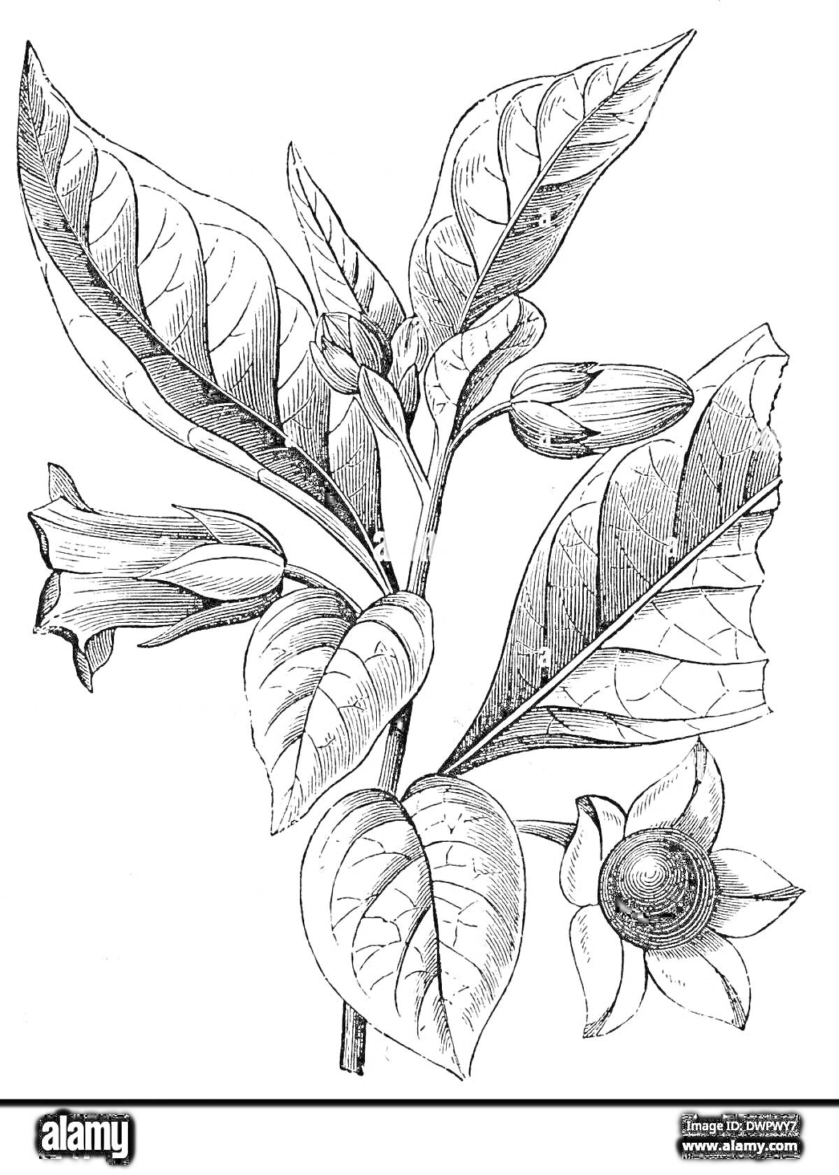 Раскраска рисунок растения белладонна с листьями, бутонами, цветами и ягодами