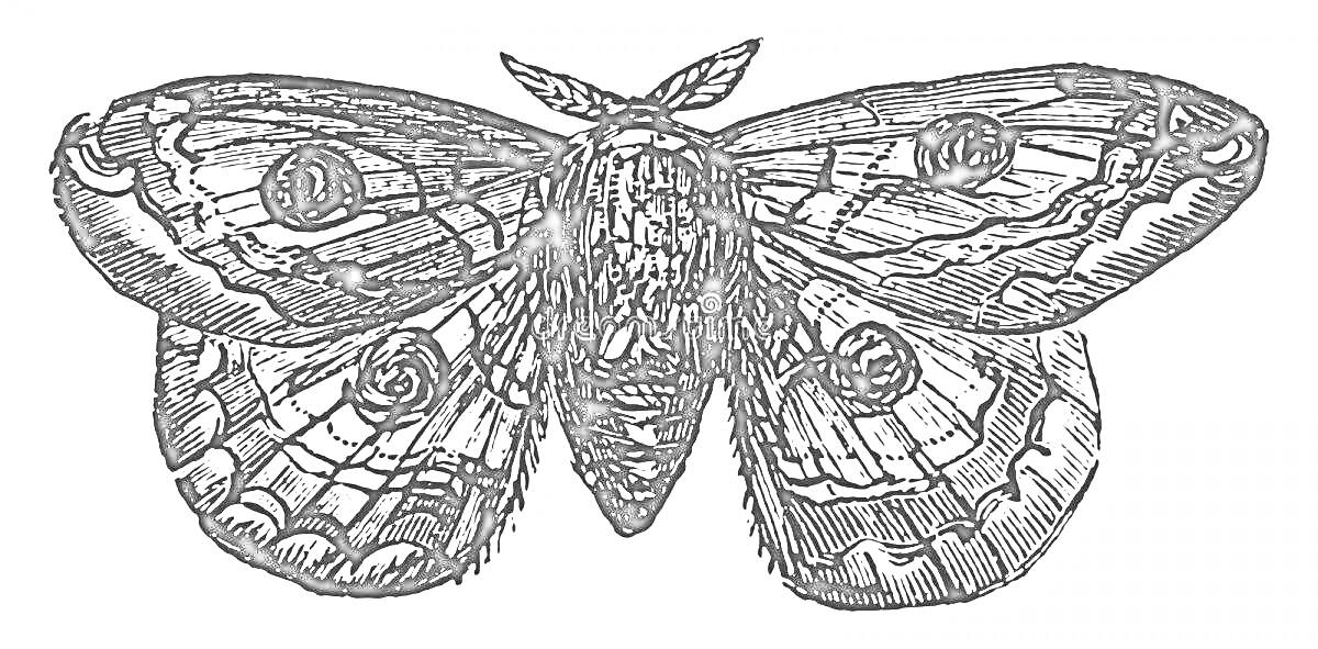 Тутовый шелкопряд с пятнистым рисунком на крыльях, крупным телом и усиками.