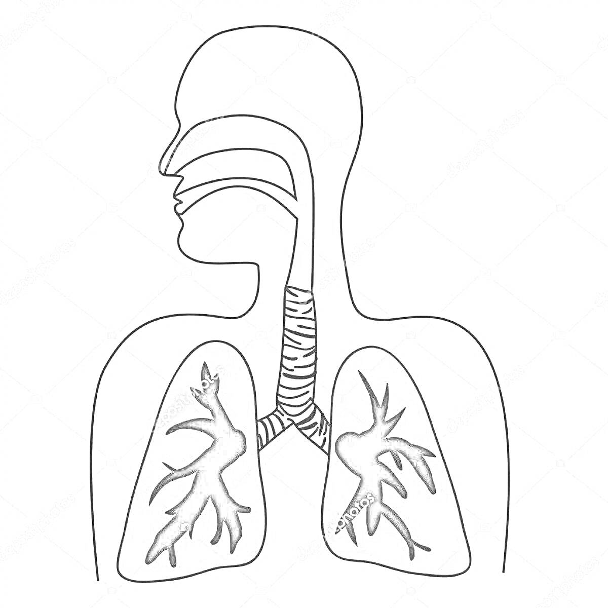 На раскраске изображено: Дыхательная система, Рот, Трахея, Бронхи, Легкие, Анатомия, Биология, Медицинская иллюстрация, Человеческое тело