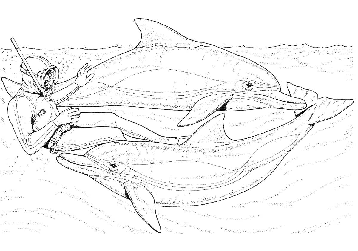 Раскраска человек-амфибия с двумя дельфинами в океане