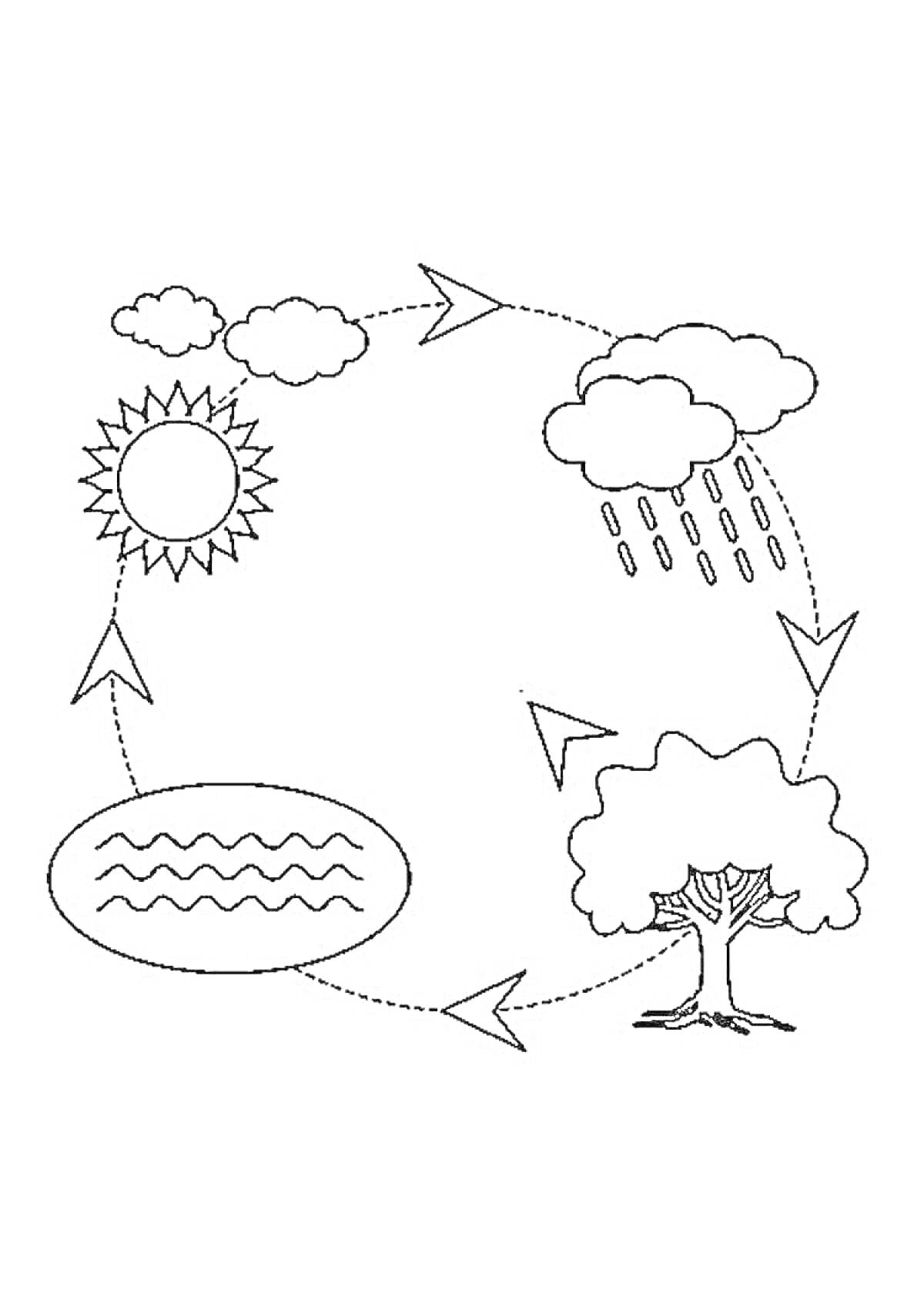 Раскраска круговорот воды в природе с изображением солнца, облака, дождя, дерева и водоема