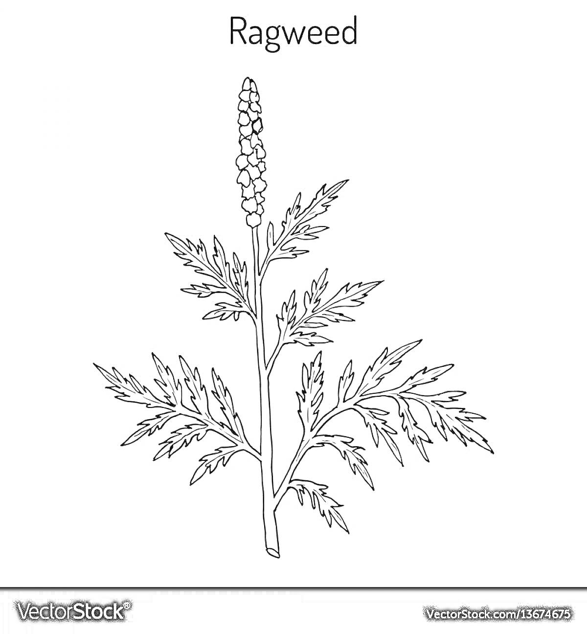 Раскраска Полынь с листьями и цветком