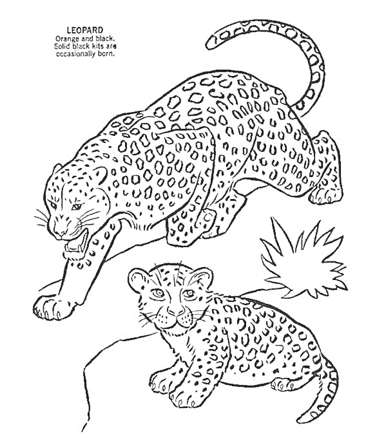 Раскраска Леопард. Взрослый леопард и детеныш, надпись с описанием