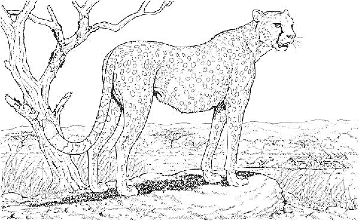 На раскраске изображено: Леопард, Саванна, Дикая природа, Африканский пейзаж