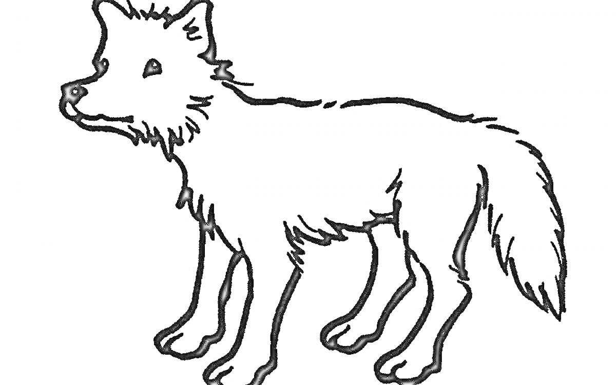На раскраске изображено: Волк, Животные, Четыре лапы, Пушистый хвост, Для детей, Уши