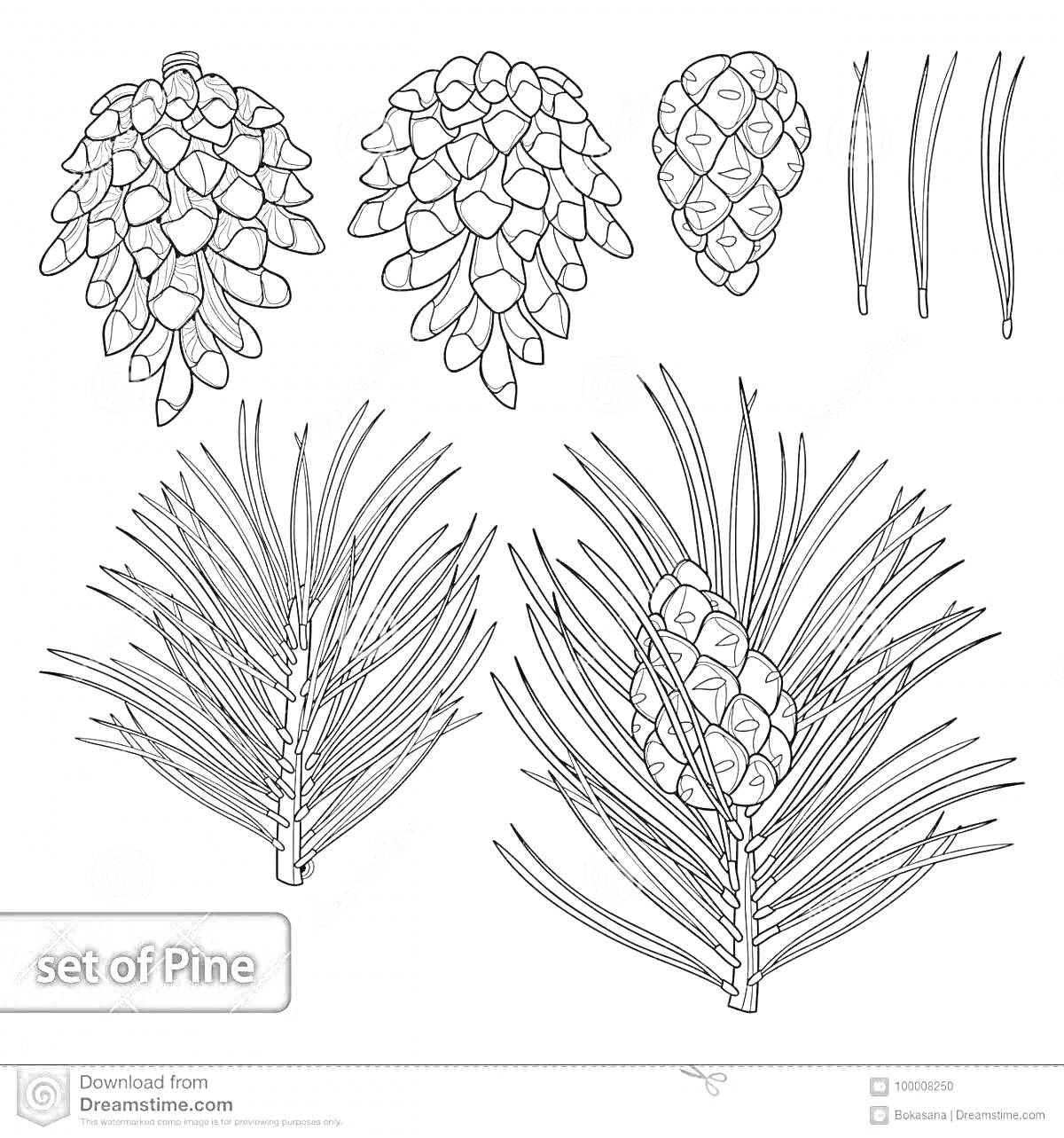 Раскраска Набор веток сосны с шишками и иголками