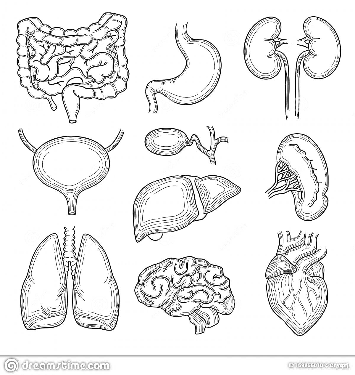 На раскраске изображено: Внутренние органы, Человек, Желудок, Почки, Печень, Легкие, Мозг, Сердце