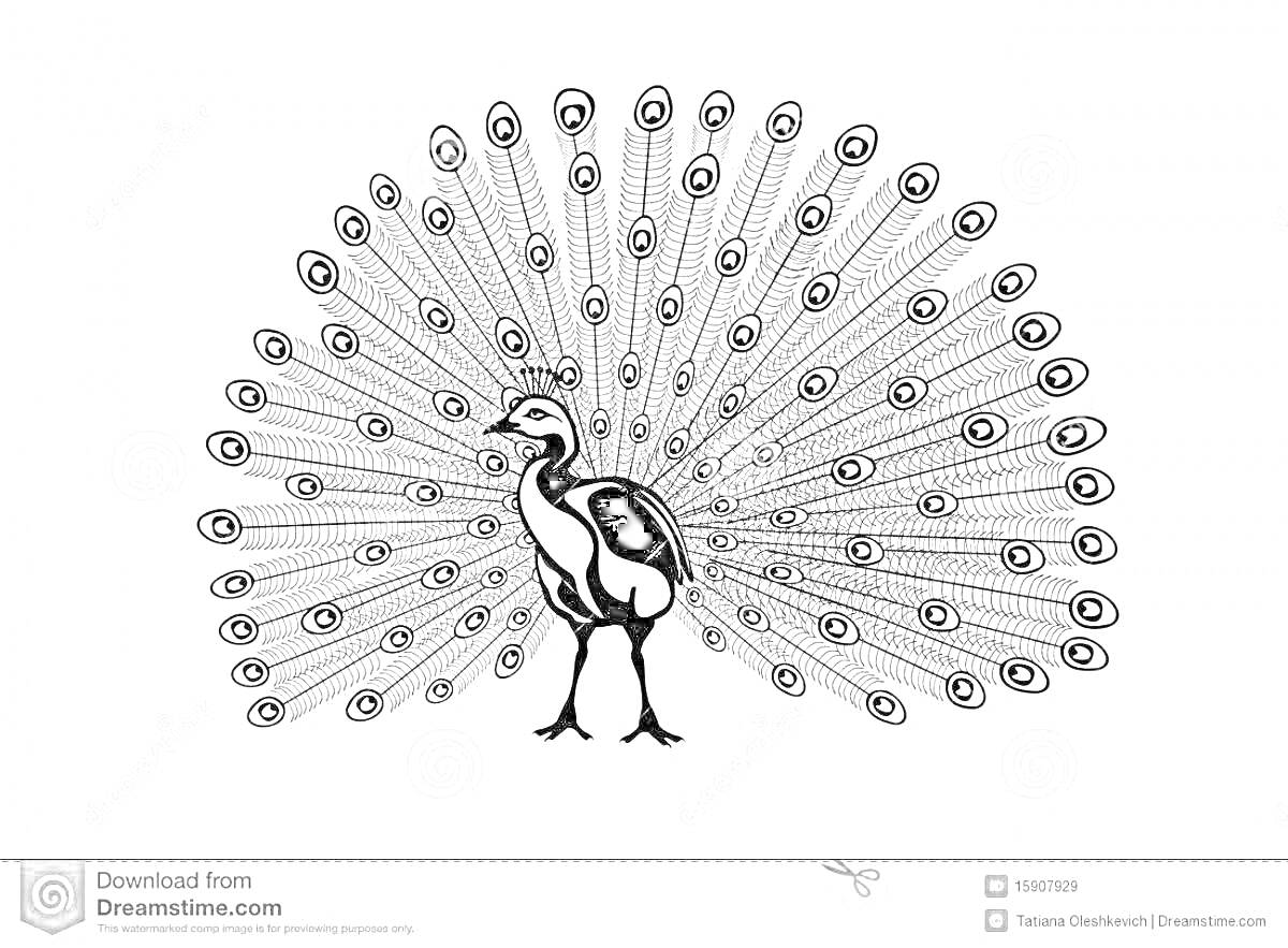 Раскраска Раскраска павлина с распущенным хвостом для детей, черно-белое изображение павлина с детальной прорисовкой хвоста