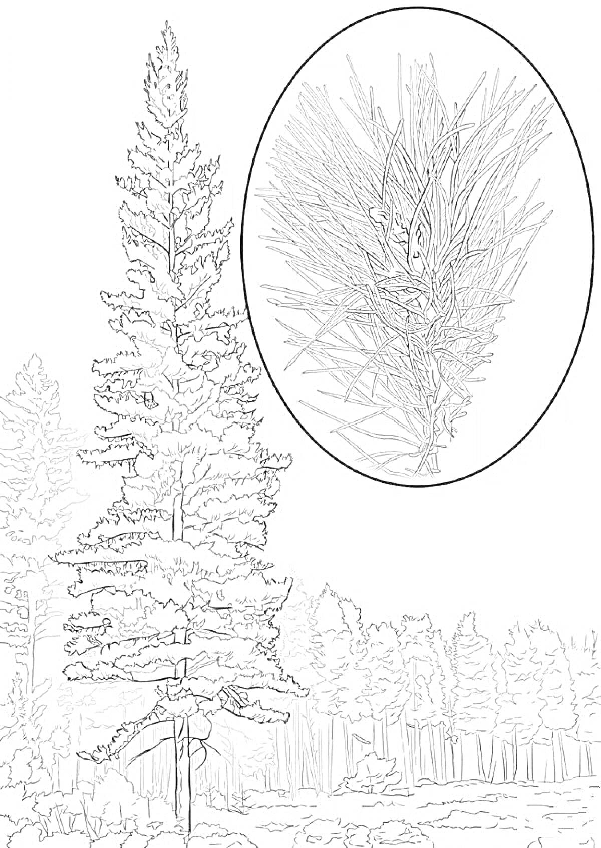 На раскраске изображено: Сосна, Лес, Ветка, Природа, Крупный план