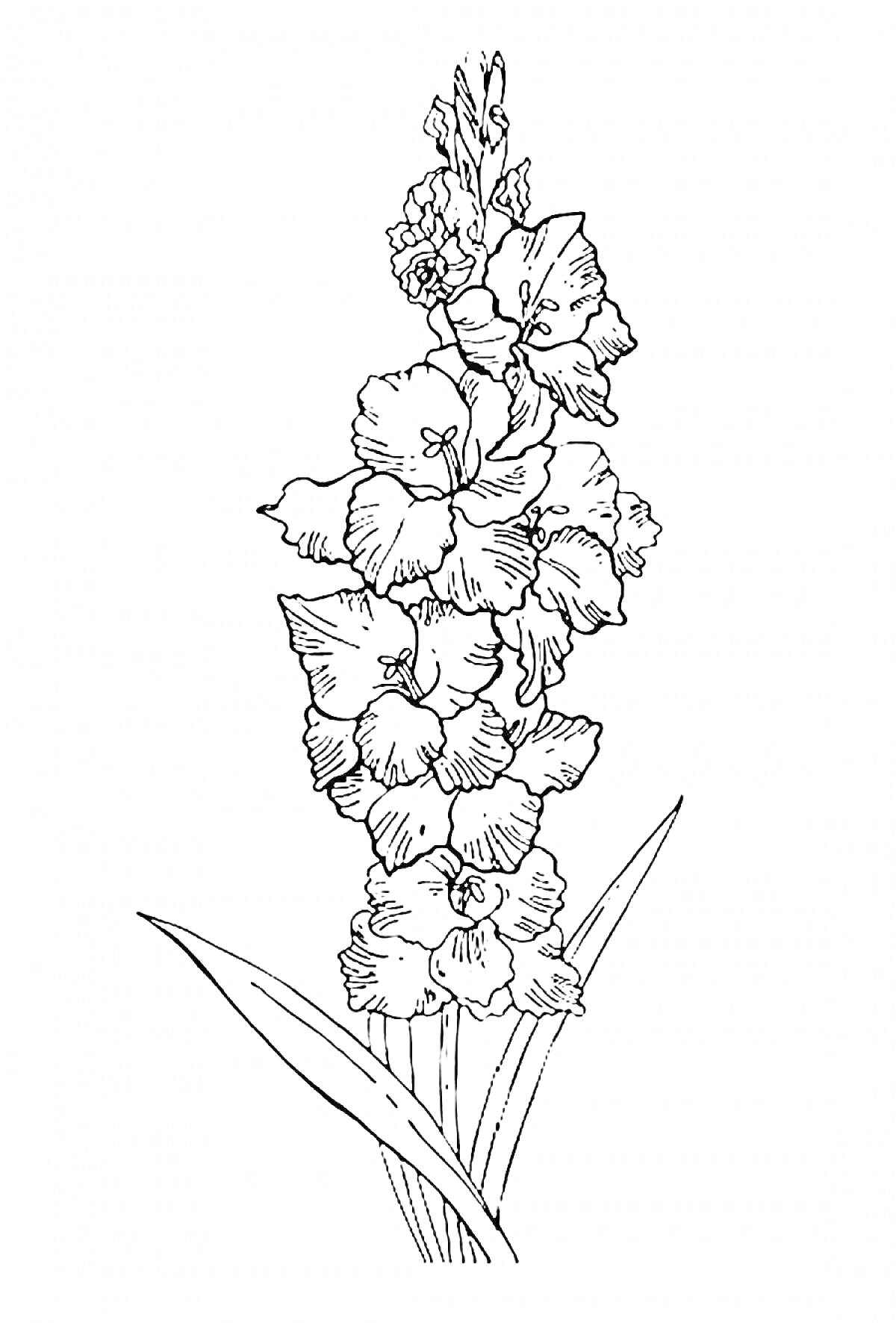 Гладиолус с цветками и листьями