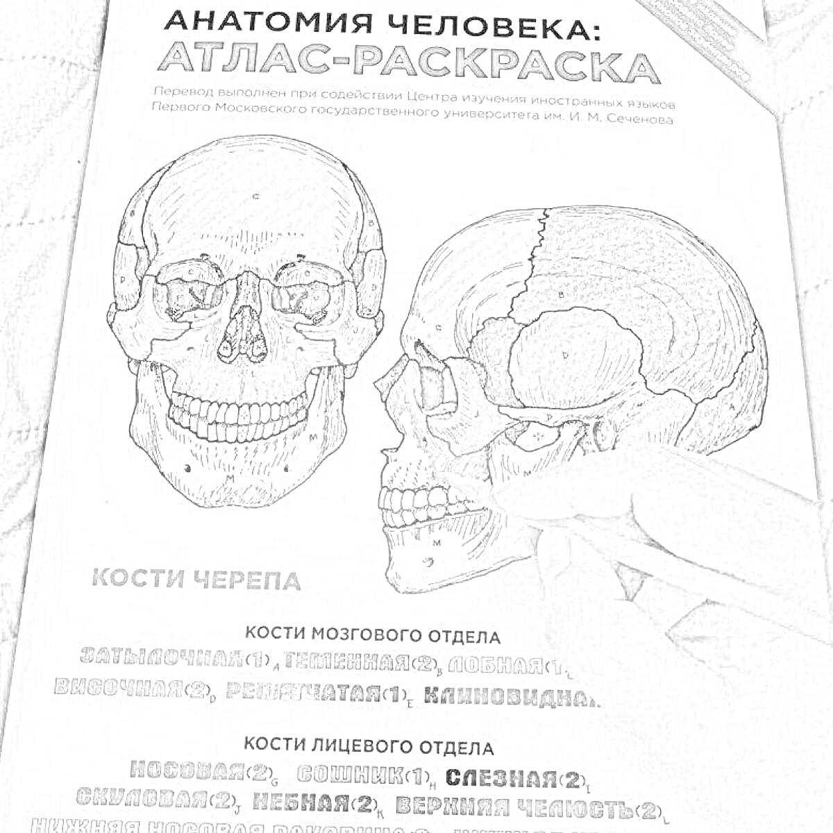 Раскраска Анатомия человека: атлас-раскраска. Изображены черепа спереди и сбоку. Подписи к элементам черепа, включая кости мозгового и лицевого отделов.