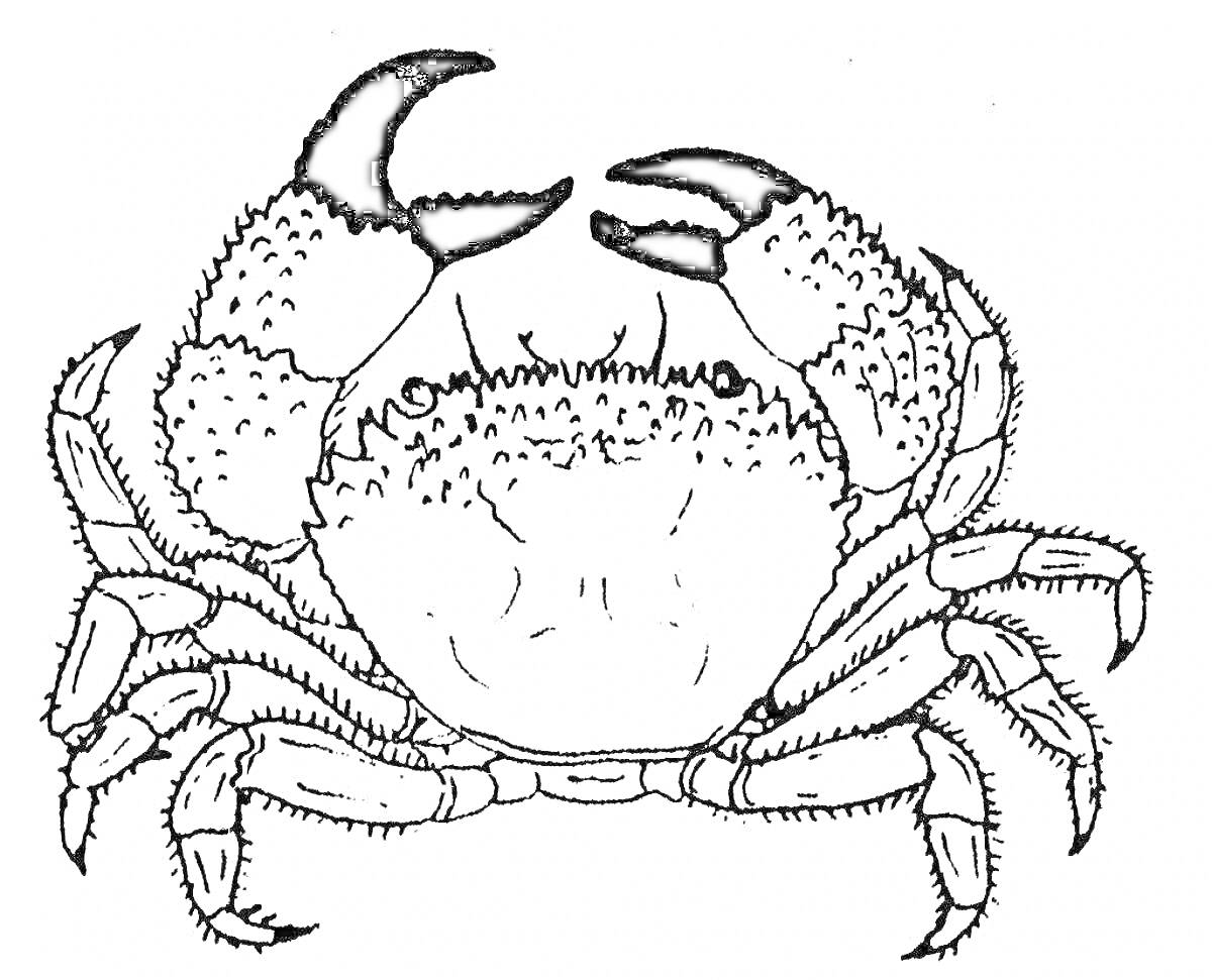 Раскраска Крабик с поднятыми клешнями