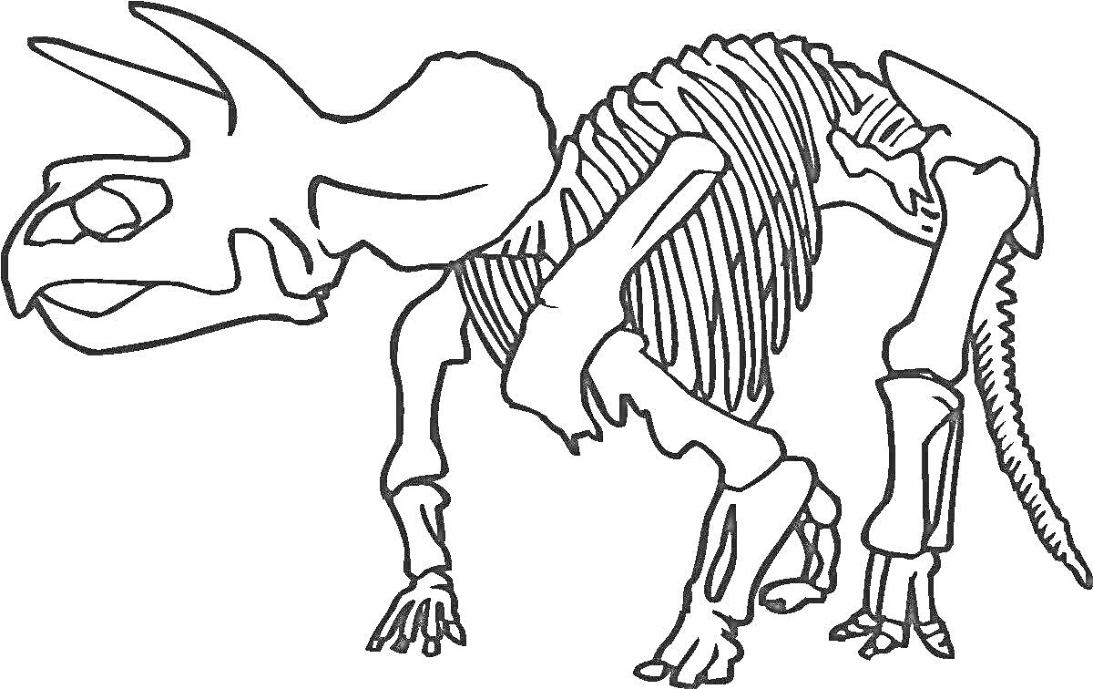 Раскраска Скелет динозавра с тремя рогами и хвостом
