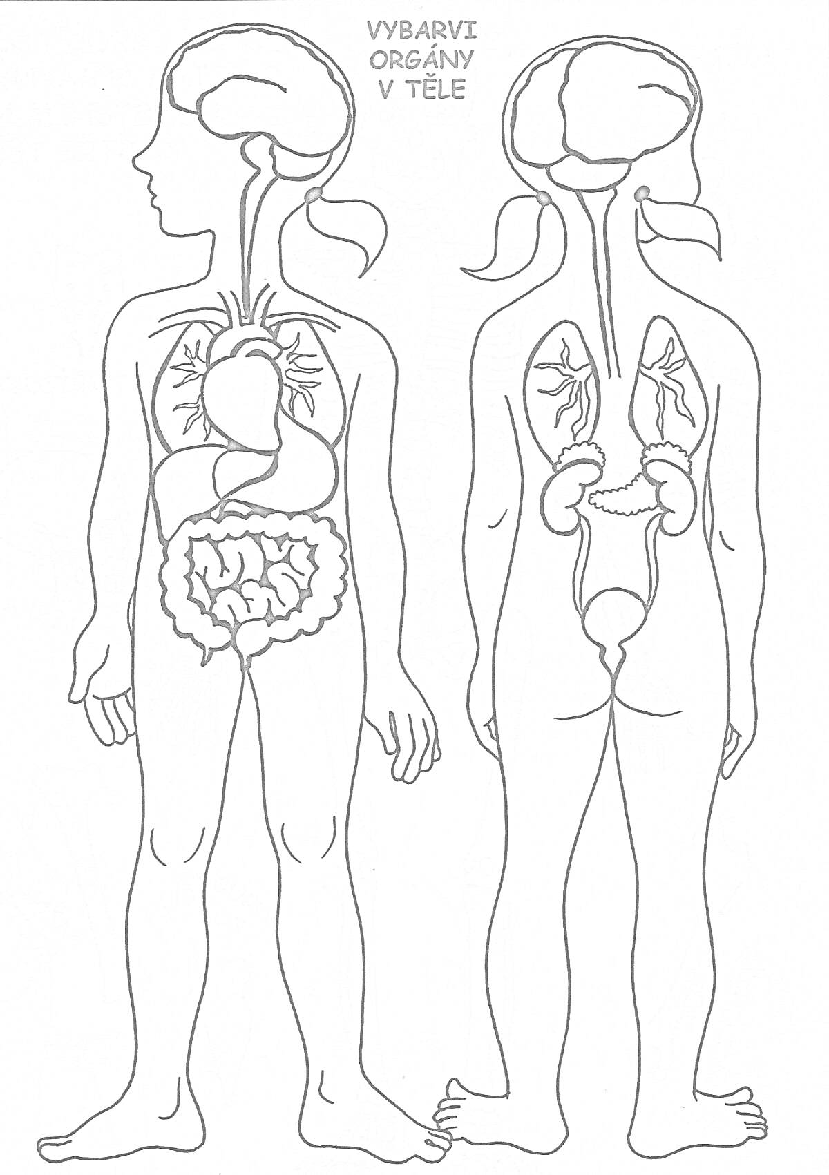Раскраска Раскраска человека с внутренними органами: мозг, сердце, лёгкие, кишечник, почки, мочеточник, мочевой пузырь