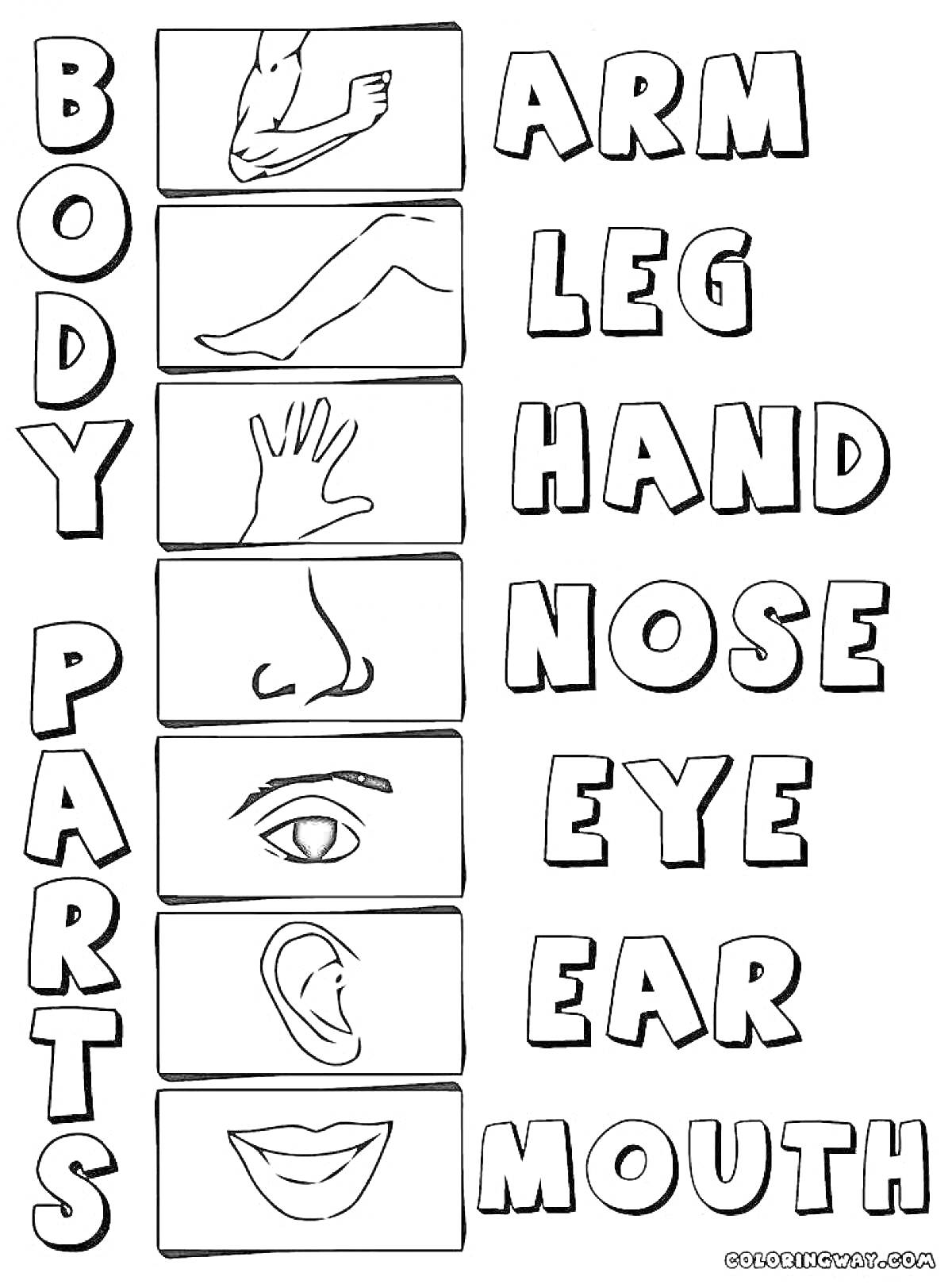 Раскраска Названия частей тела с изображениями: рука, нога, кисть, нос, глаз, ухо, рот