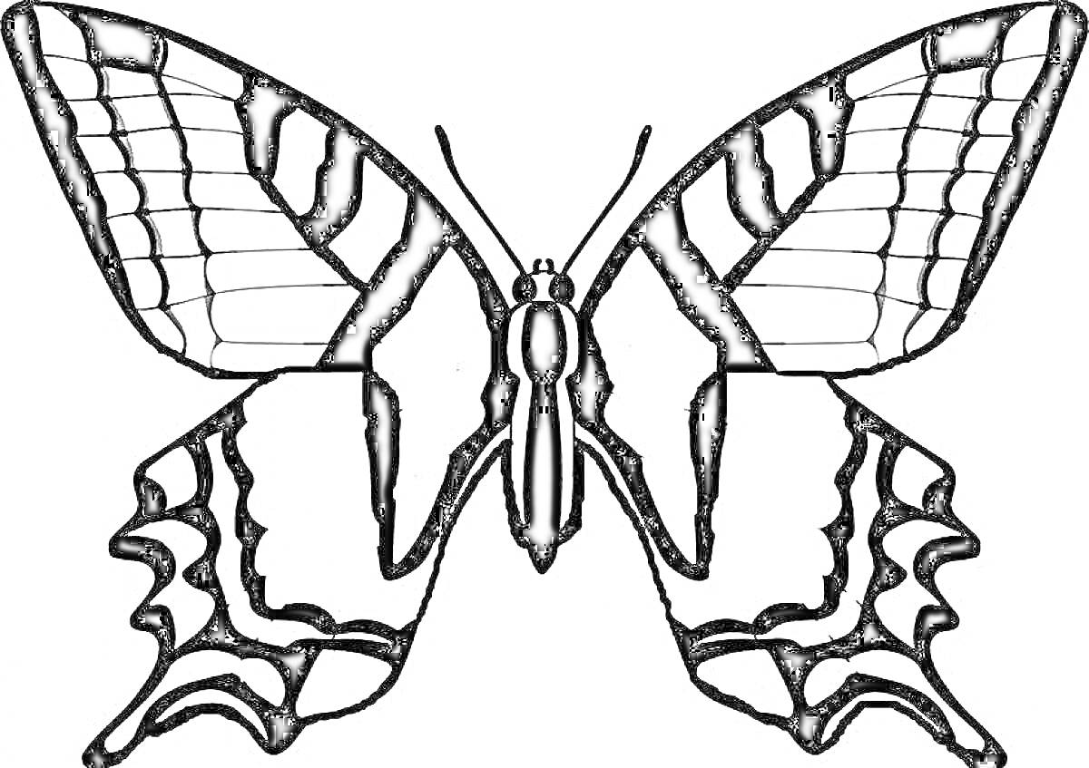 Раскраска контурное изображение махаона бабочки с чёткими крыльями и узорами