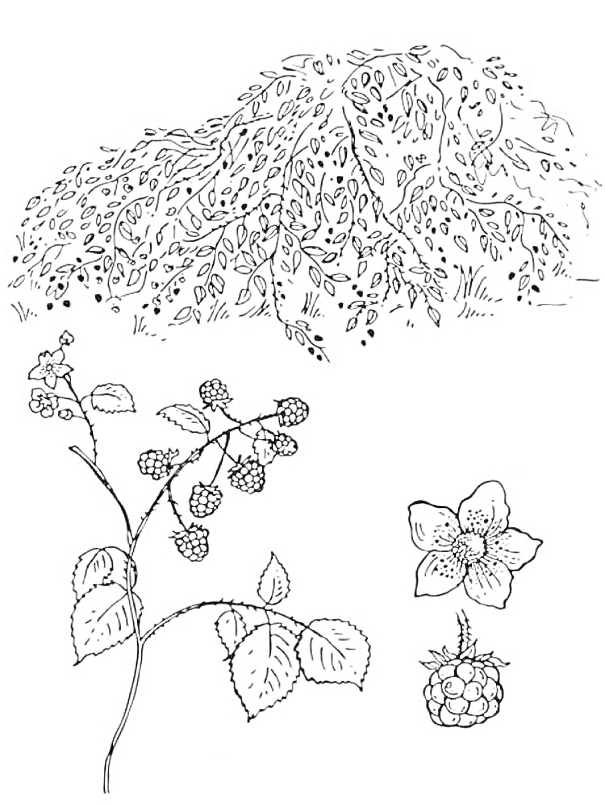 Раскраска Куст ежевики с веткой, цветком и ягодой