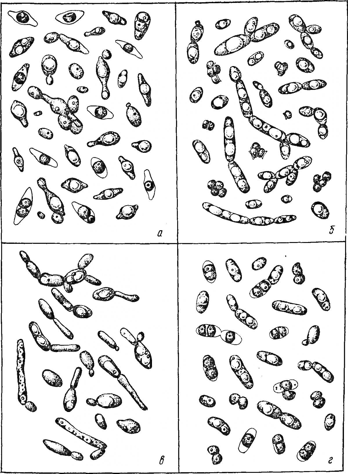 На раскраске изображено: Дрожжи, Микроорганизмы, Микробиология, Микроскопия, Биология