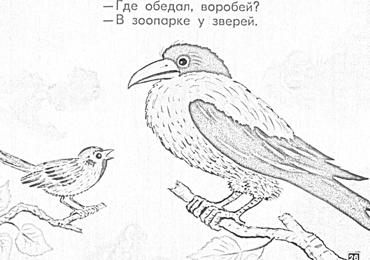 На раскраске изображено: Воробей, Ветка, Разговор, Облака, Зоопарк