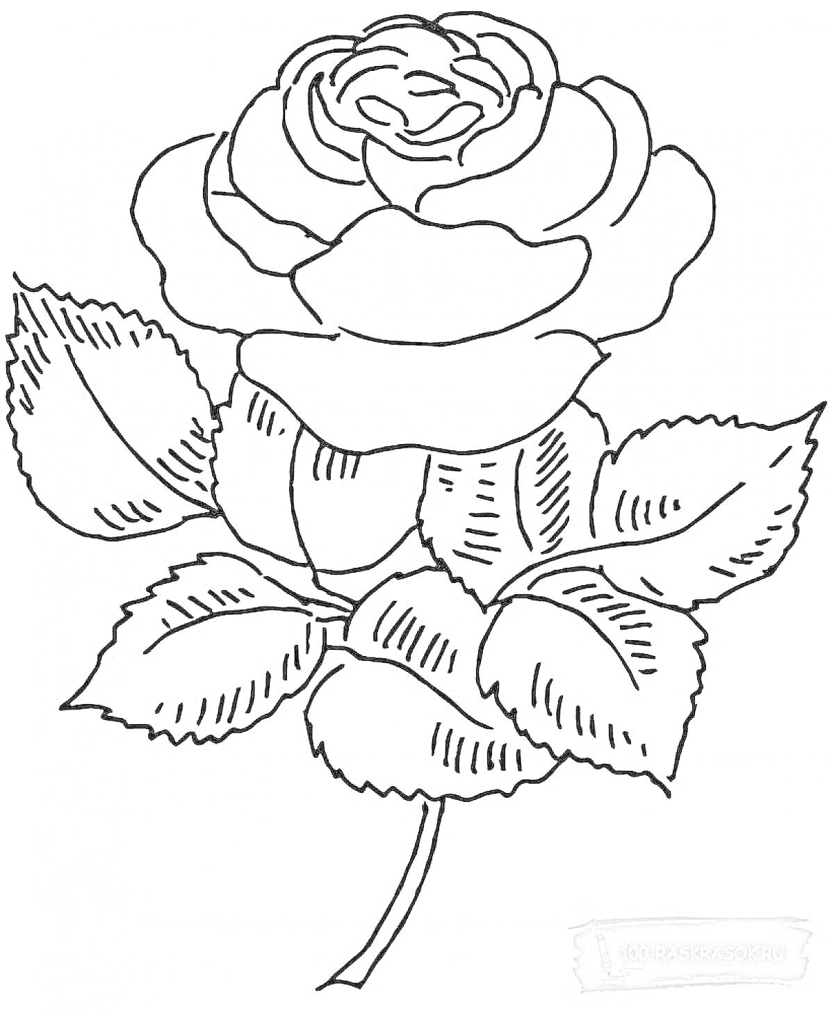 Раскраска Роза с листьями