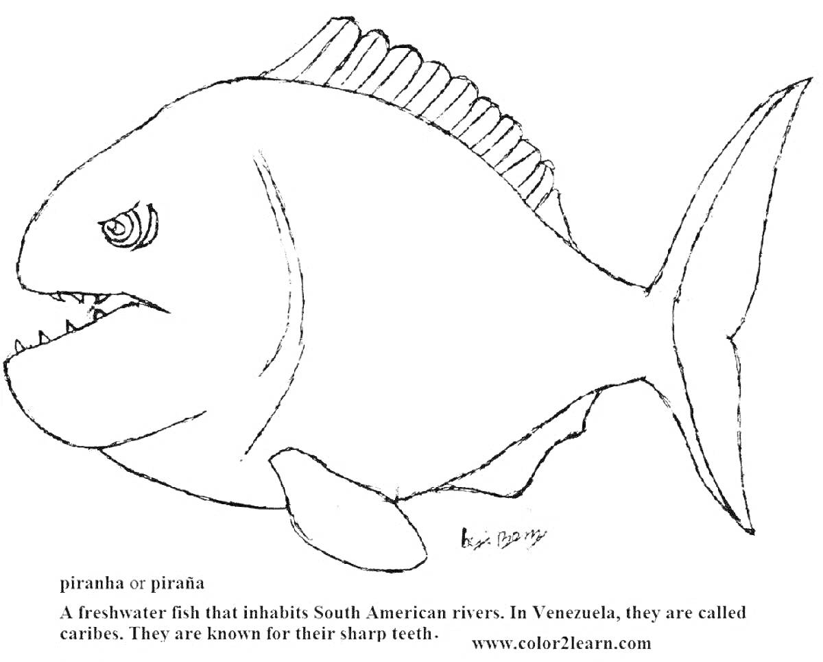 На раскраске изображено: Пиранья, Южная Америка, Острые зубы, Рыба