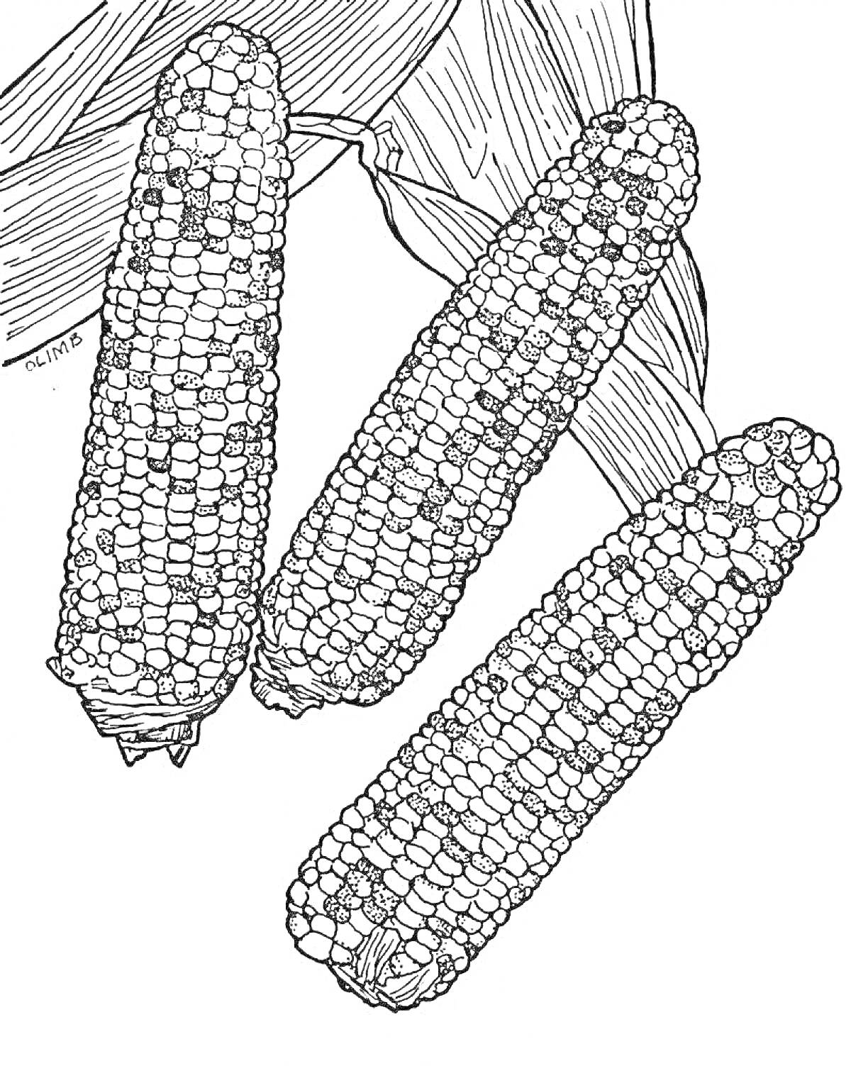 Раскраска Три початка кукурузы на фоне листьев