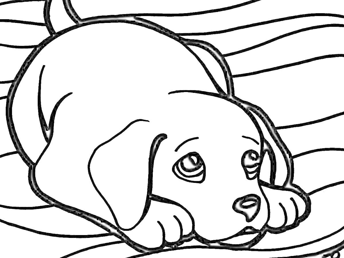 Раскраска щенок лежит на волнистом фоне