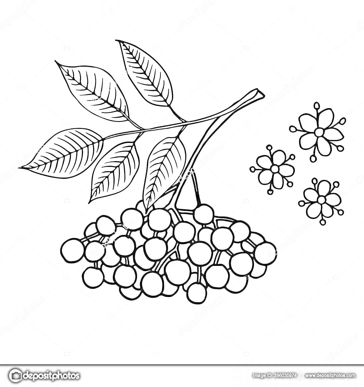 На раскраске изображено: Ягоды, Листья, Цветки, Растения, Природа