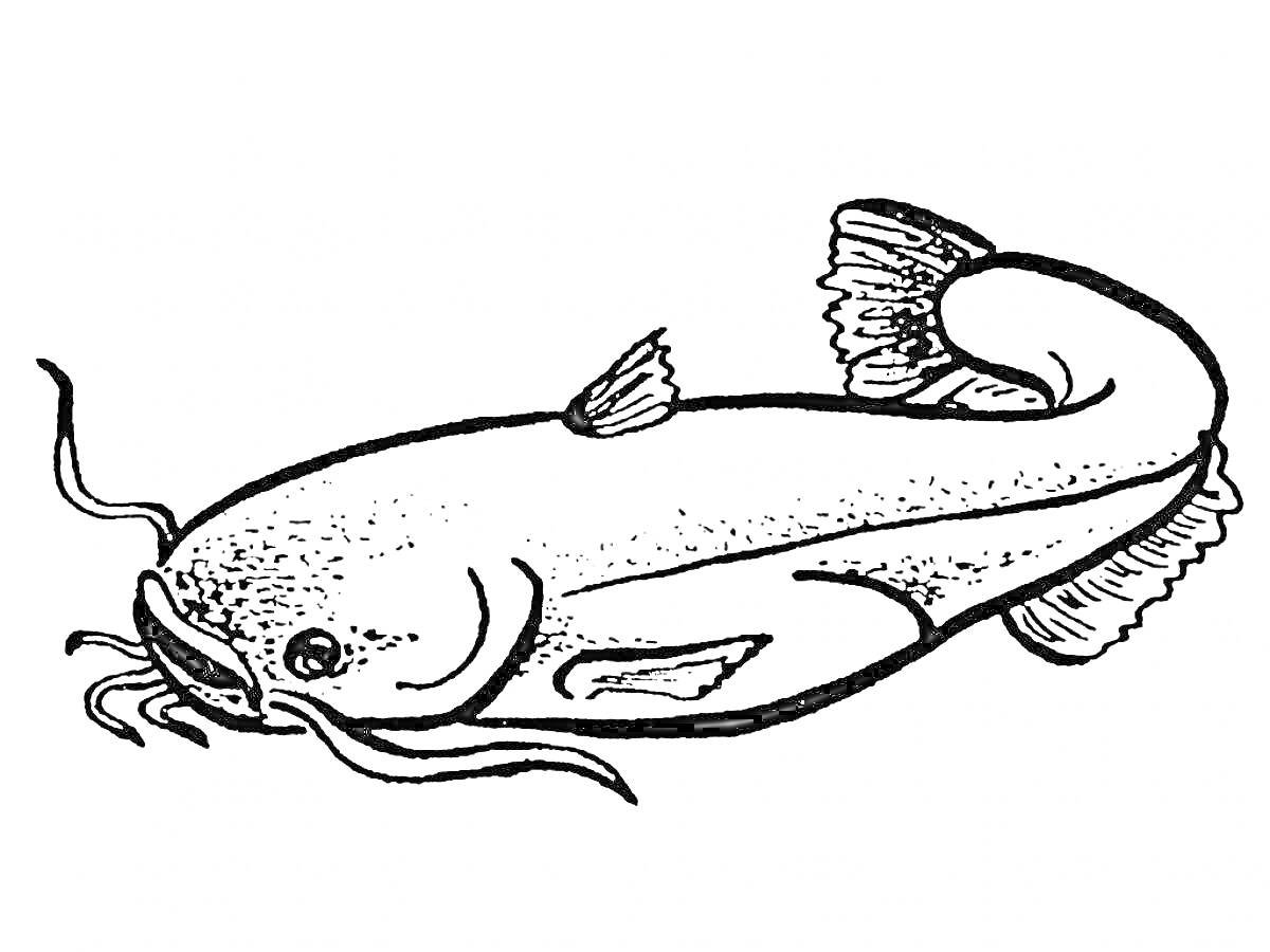 На раскраске изображено: Сом, Рыба, Плавники, Усы, Животные, Подводный мир